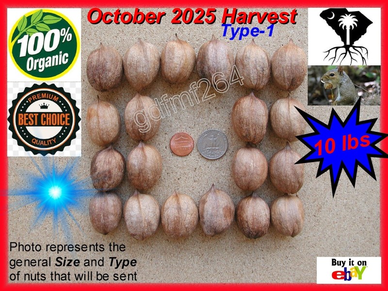 Hickory Nuts 10 pounds Seeds 2025 South Carolina Organic Shell Shag Bark