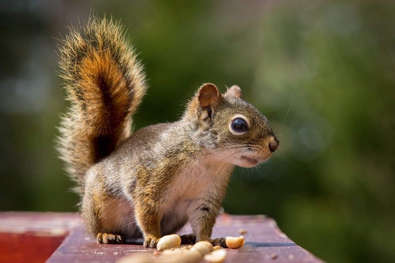 Wakefield Virginia Peanuts Bulk 45LB Bag Shelled for Squirrels, Birds, Deer, Pig gallery