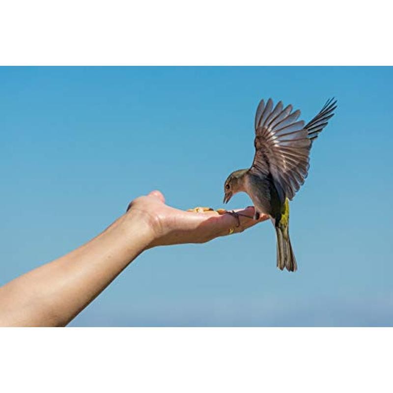 45LB Crop Bulk Bag Shelled Fresh Natural for Outdoor Wildlife Animal Watching US gallery