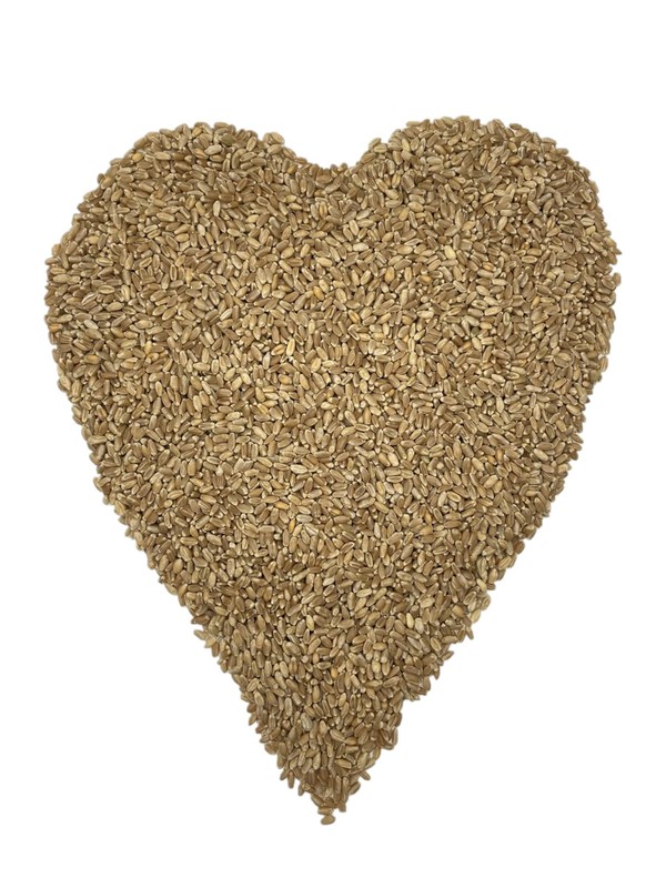 Executive Deals All Organic Hard Red Wheat Berries, Non-GMO & USDA Certified – 5