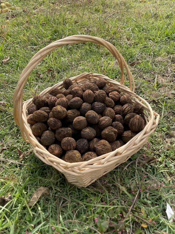 1lb Black Walnuts From Tennessee $3 Per Pound!