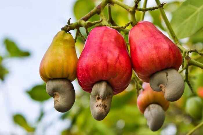 Organic Cashews - Premium Quality Roasted Salted and Unsalted Whole Cashew gallery
