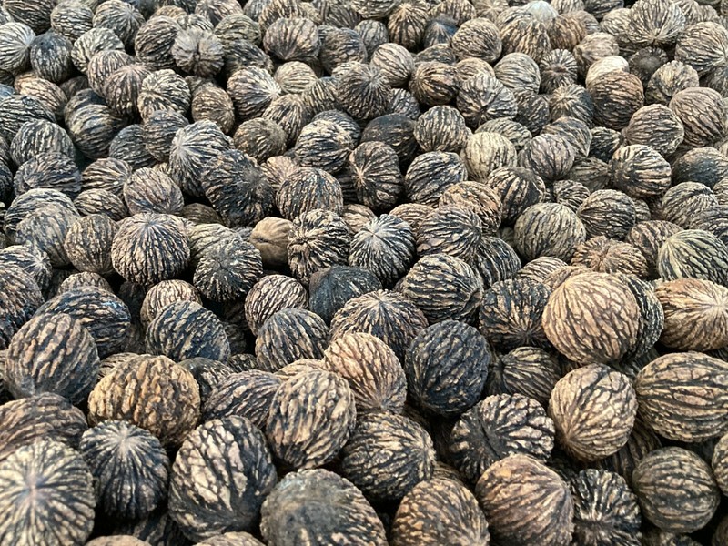 Approx. 1 Pound 2023 Wild Organic Black Walnuts Hulled, Washed, Floated & Dried gallery