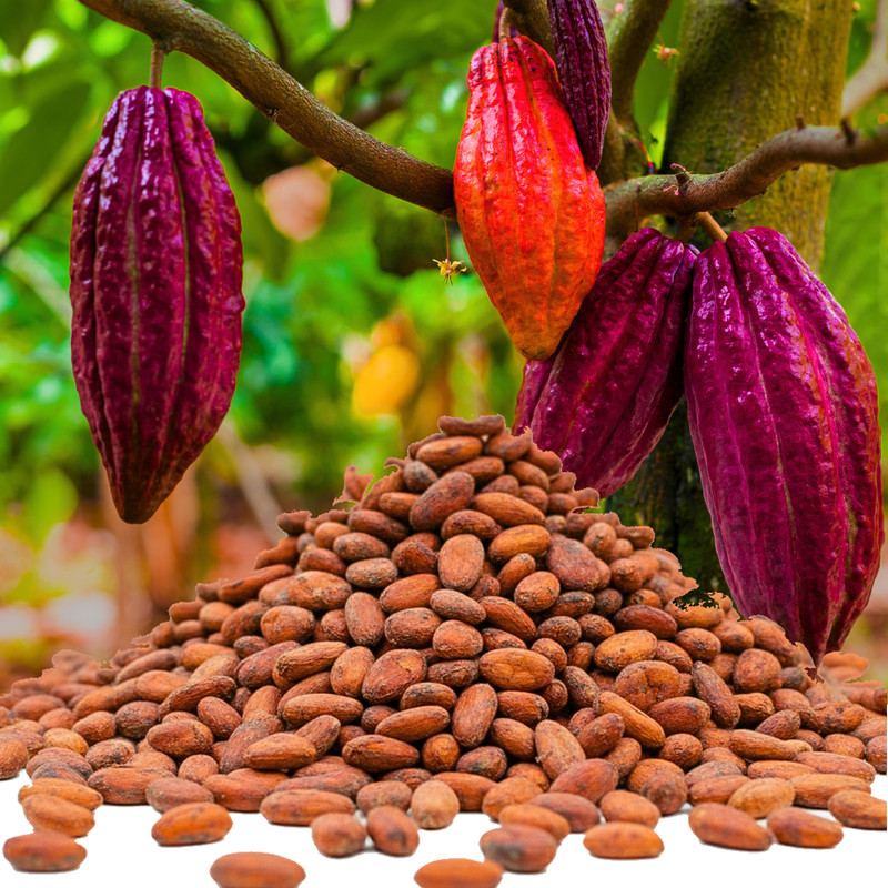 Raw Whole Brown Cocoa Beans | Natural Product | Cocoa Beans | Superfood for R... gallery