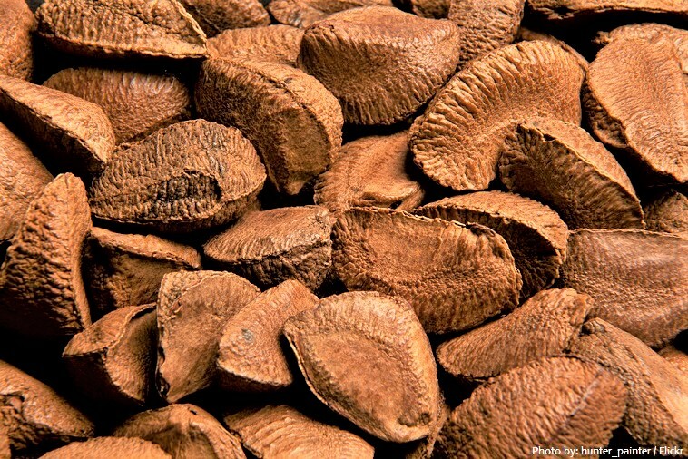 Fresh Raw In-shell Whole Brazil Nuts gallery