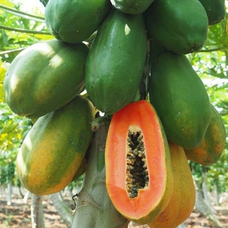 100% Organic Carica Papaya/Papow leaves,100 seeds for Health gallery