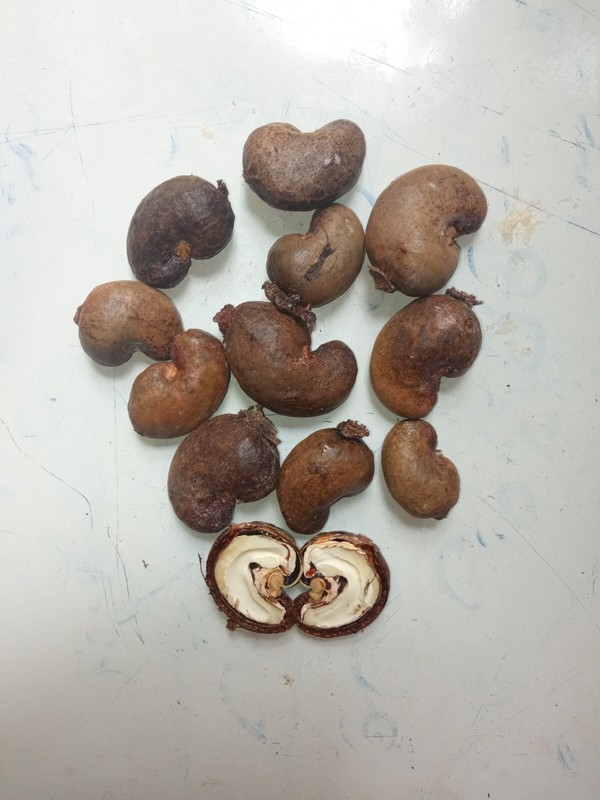 Dried Ceylon Cashew Nuts Eat and Shells as Bug Repellent gallery