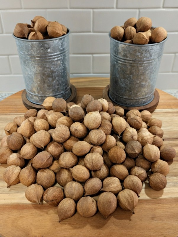 2025 Harvest - 100 Count - Natural Mockernut Hickory Nuts - Southeastern TN gallery