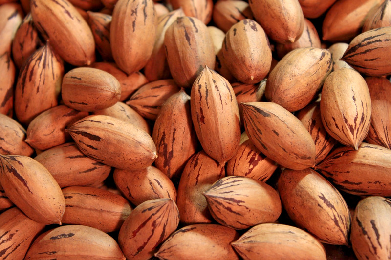Organic In-Shell Pecans — Exquisitely Flavorful Smaller Cultivars — 10 LBS gallery