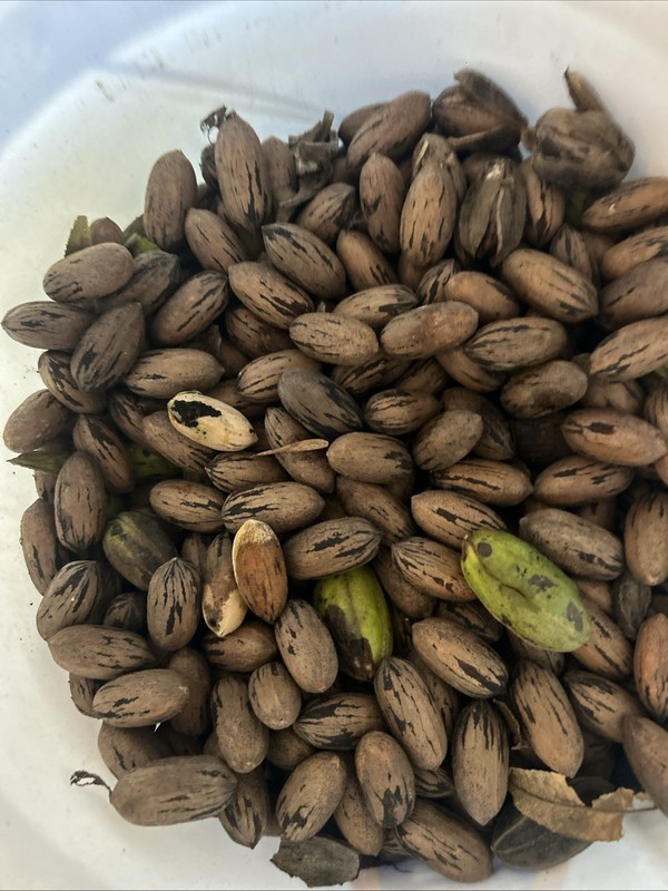 Whole Organic Pecans Kansas 2025 gallery