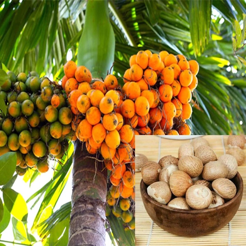 Dried Areca nut Ceylon natural Organic betel Catechu nuts whole free shipping