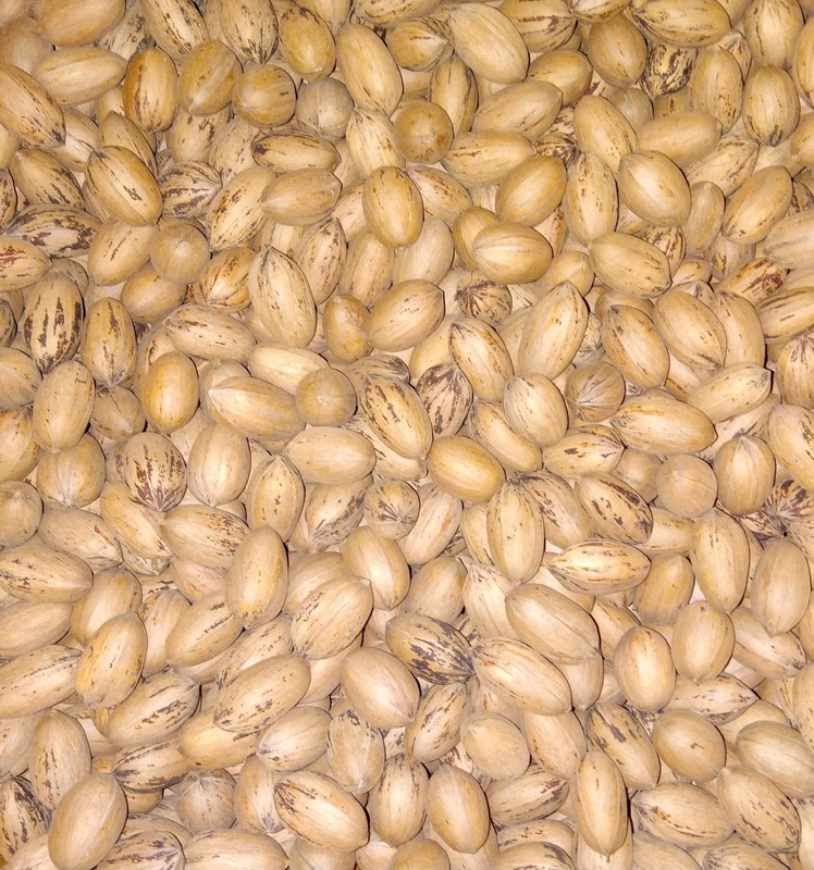 Small In-Shell Texas Pecans | 5lbs | 2025 Season