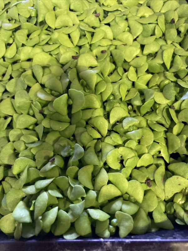 Heirloom Italian Basil .02 oz