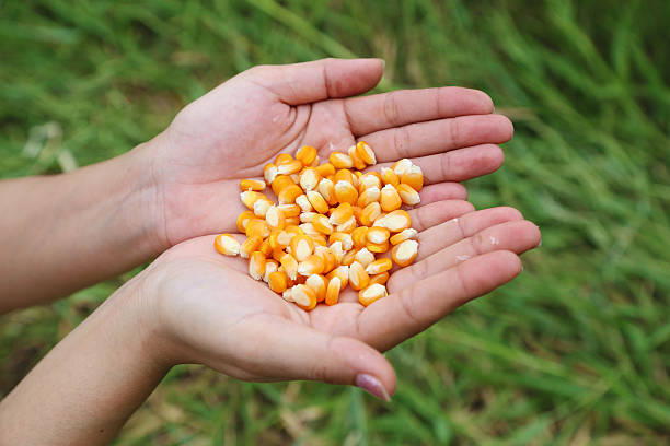 Corn|Sweet Corn|Maize|Golden Bantam Seeds(For Popcorn)+Ceylon 100% Natural