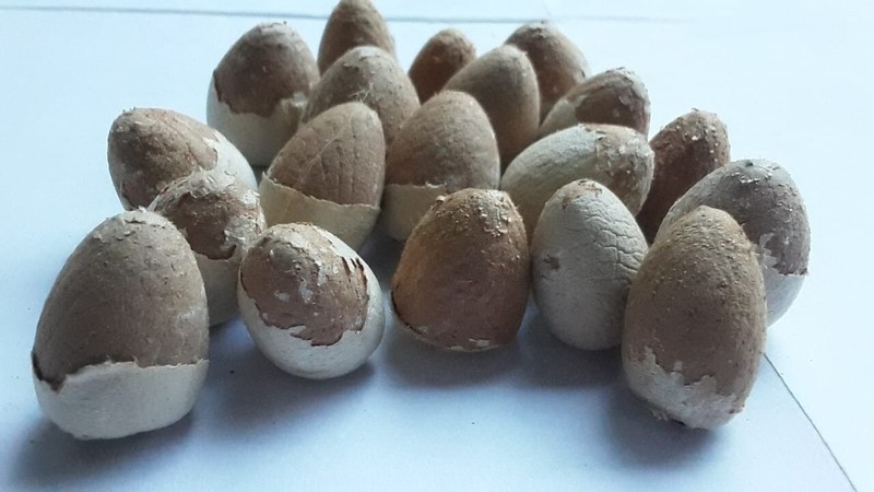 Dried Areca Nut Natural Catechu Betel Nuts Whole Free Organic 100g Sri Lanka