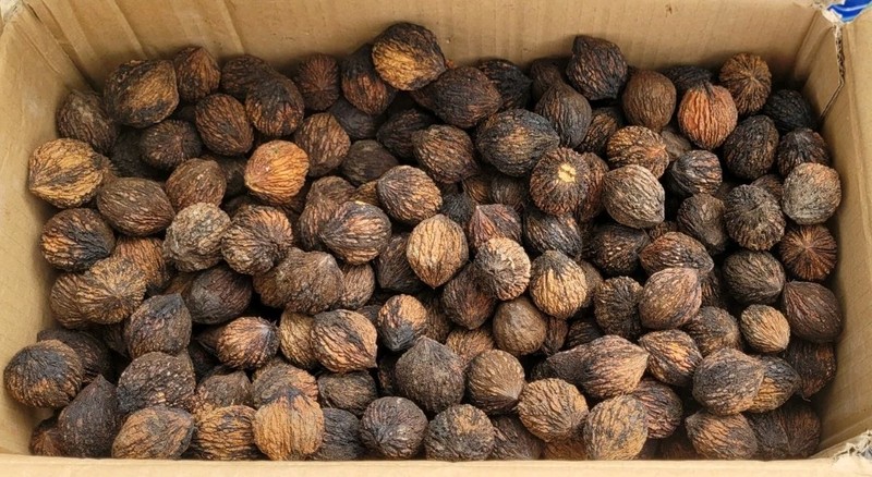 Arkansas Black Walnuts in Shell ‘2025-’26-Naturally De-Husked-4 Lbs. 11 Ozs. Bag