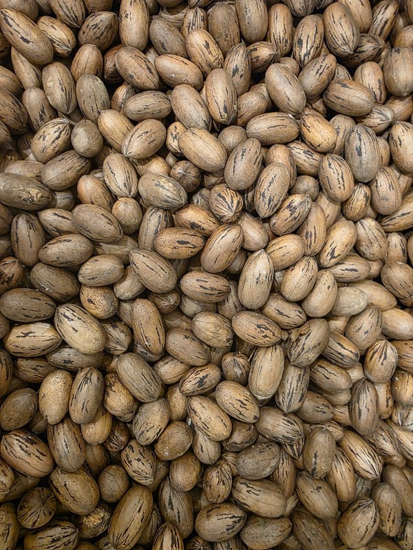 20 lbs Georgia fresh paper shell pecans