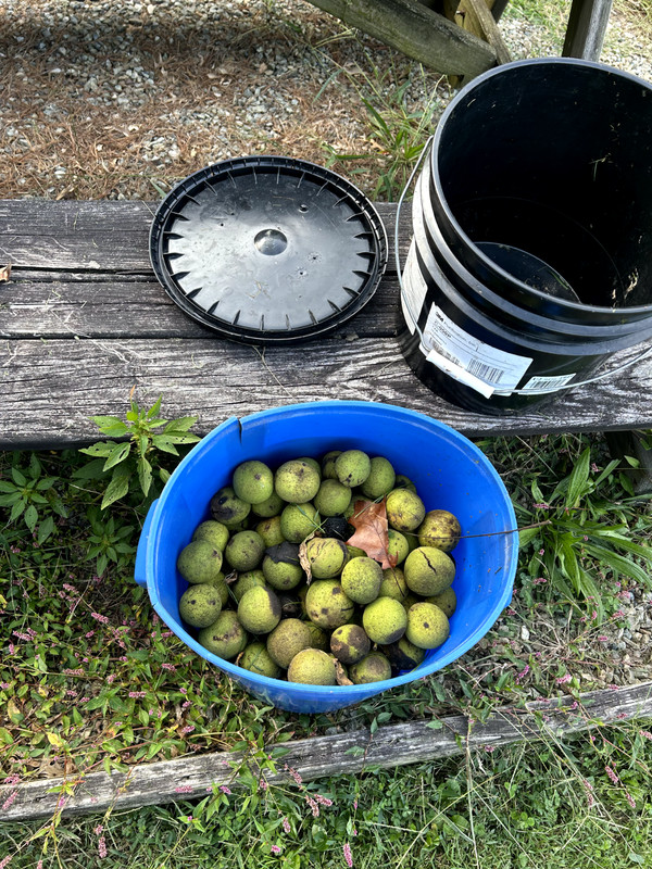 BLACK WALNUTS: 5lbs Fresh Organic 2025 Harvest, Naturally Grown in Maryland. gallery