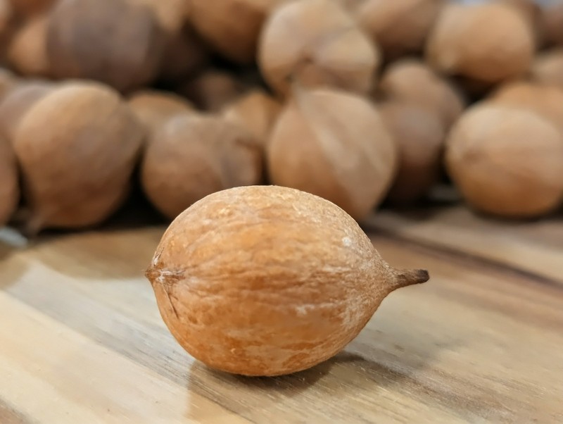 2025 Harvest - 100 Count - Natural Mockernut Hickory Nuts - Southeastern TN gallery