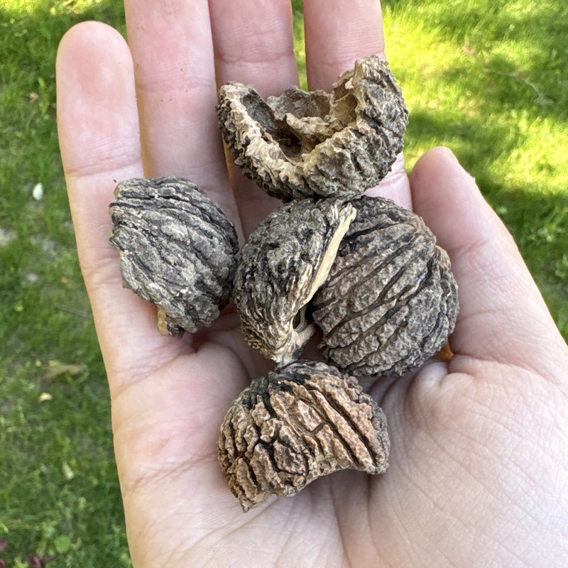 Rare walnuts sell by groups of 5
