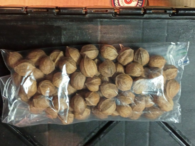 Hickory Nuts In-Shell 1 Pound (16 oz) Virginia Wild Foraged Hickory Nuts Mature