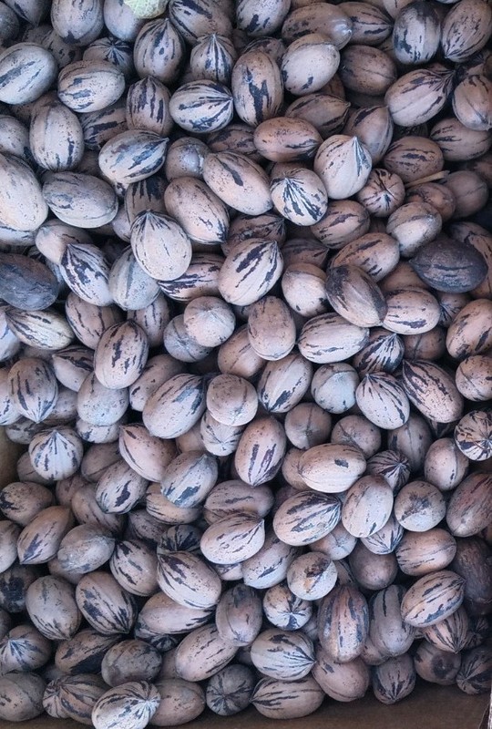 Texas Native Pecans Natural Organic Food Handpicked 100% Pure