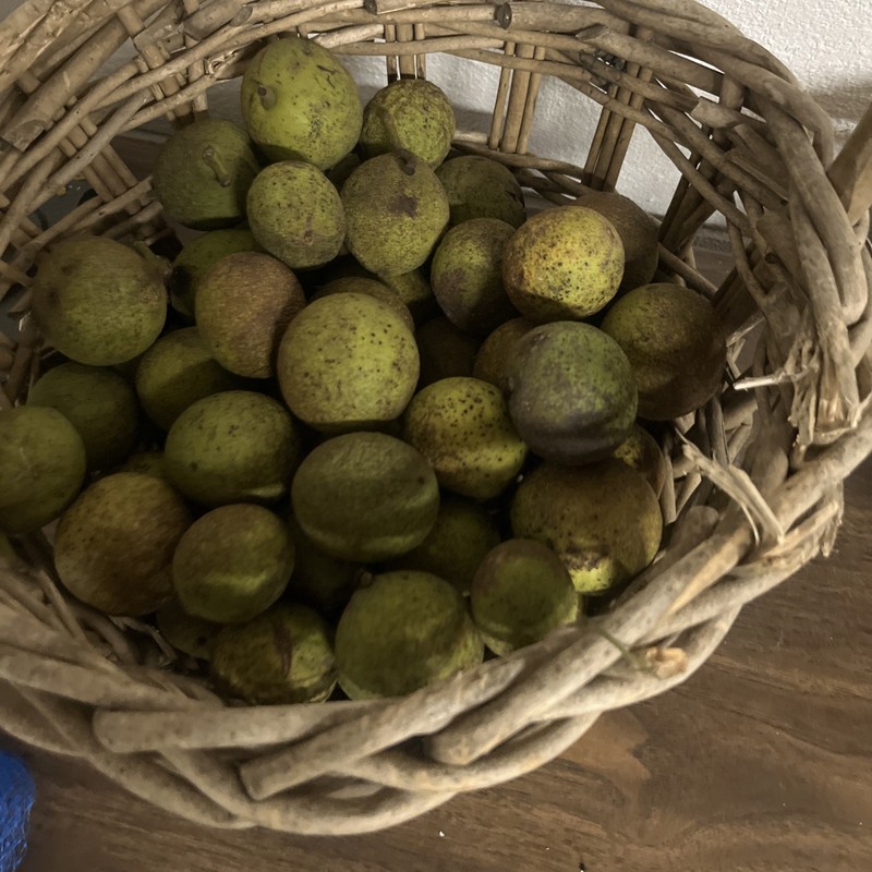 1lb of fresh Walnut, husk removed when picked and purchased Limited Availability gallery