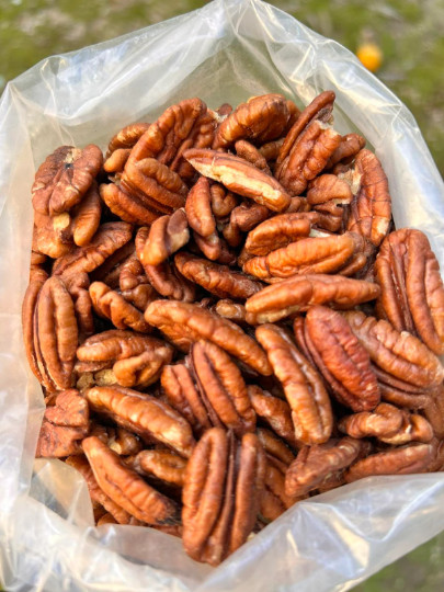 Raw Pecan Walnuts Halves 40g – 4900g Carya illinoinensis Unsalted & Unroasted