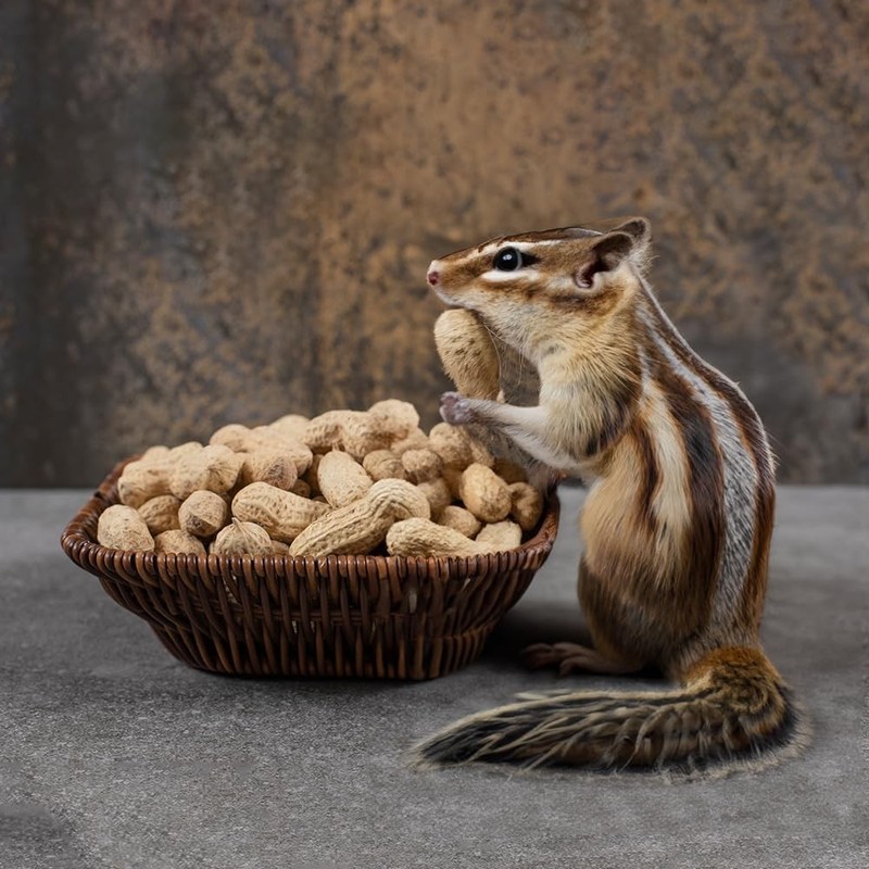 Peanuts, Plain In Shell 2 lbs - Raw, Unsalted - Natural Healthy Snack, Squirr... gallery
