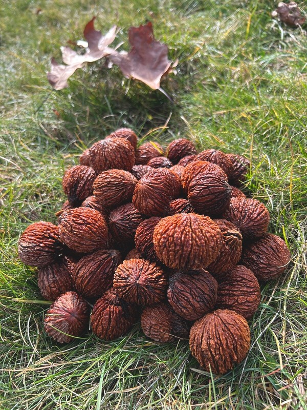 Premium Wild Foraged Black Walnuts Whole In Shell 2023 Harvest By The Pound