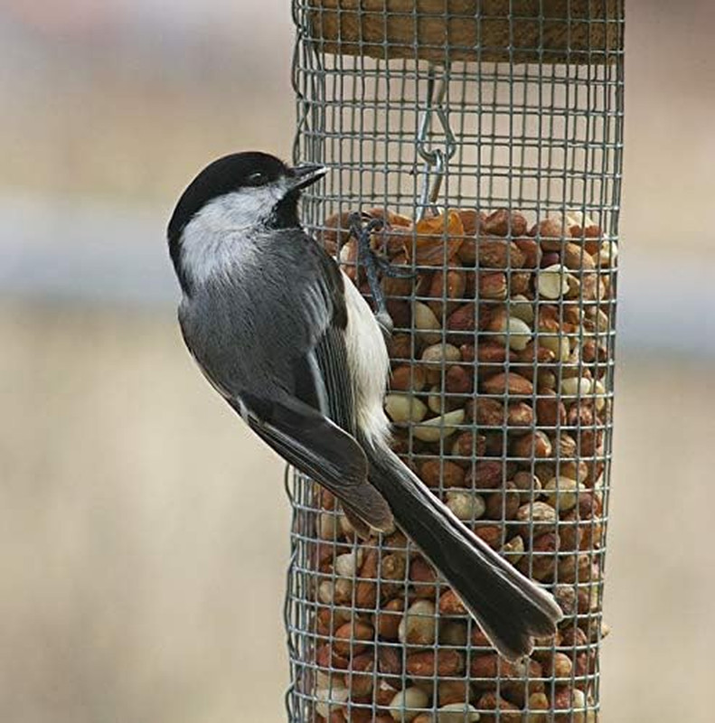 30 lbs Shell-Free Peanuts - Ideal for Snacking & Cooking Delights! gallery
