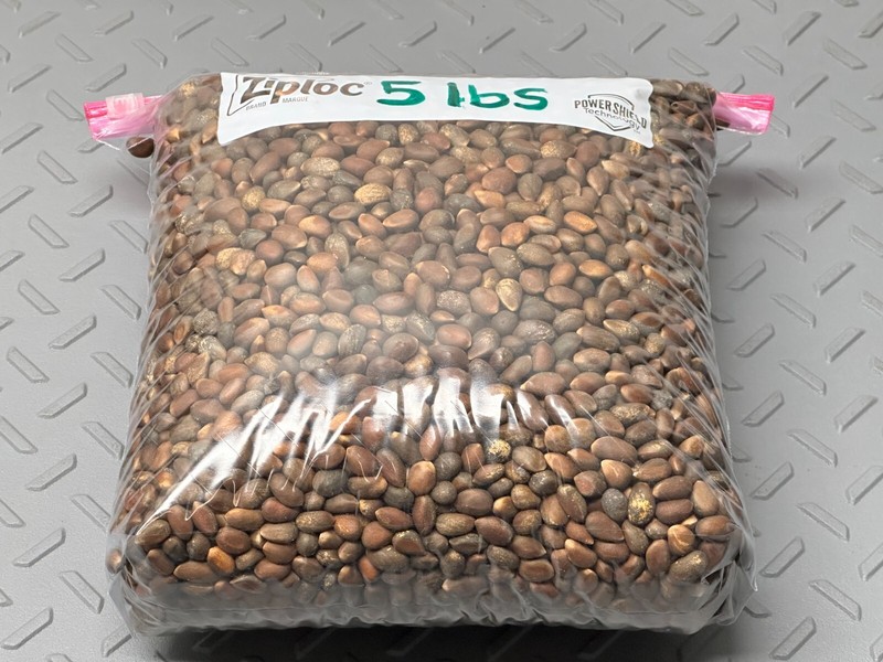 5 LB New Mexico Piñon, Pinon Pine Nuts, Flavorful, Soft Shells😁😊😍 gallery