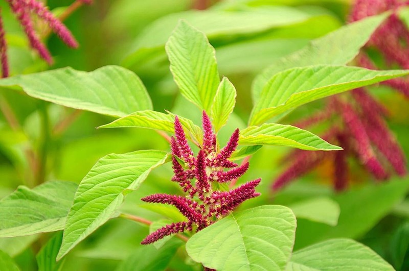 Organic Non-GMO Amaranth Seeds Whole Grain 1 Pound High Protein Nutrient-Dense gallery
