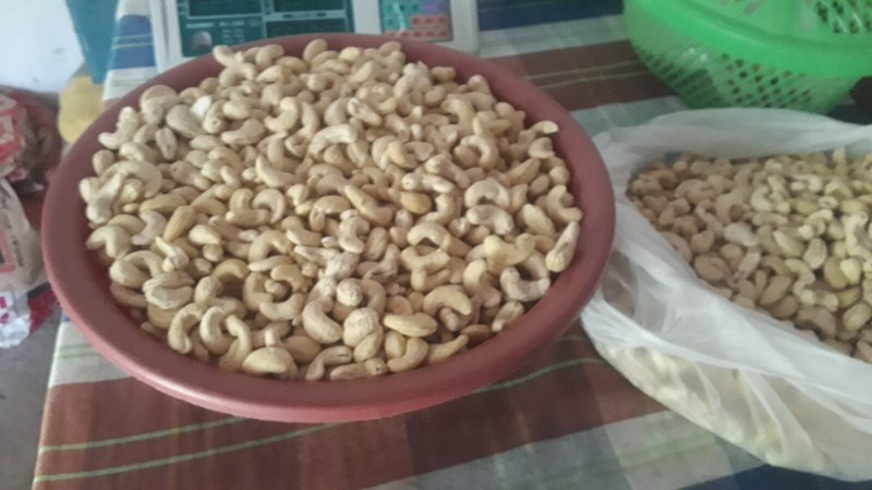 cashew nut sri lanka gallery