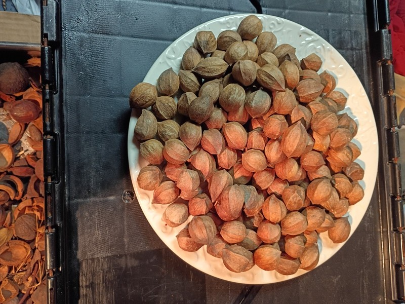 Hickory Nuts In-Shell 1 Pound (16 oz) Virginia Wild Foraged Hickory Nuts Mature gallery