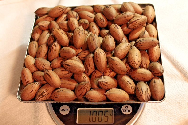 In-Shell Georgia Pecans — Rare Cultivar FRESH off the Tree — 2 LBS