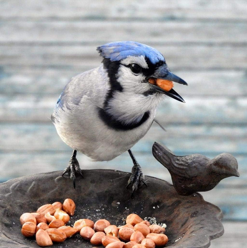 30 lbs Shell-Free Peanuts - Ideal for Snacking & Cooking Delights! gallery