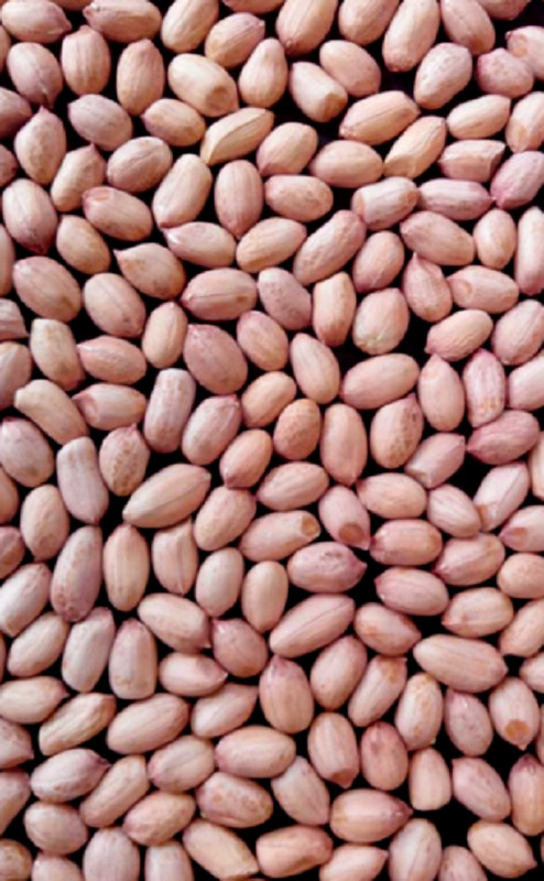 100% Natural Peanut Groundnut Fresh Whole Raw Peanuts Best Quality Dry Fruit gallery