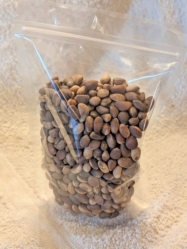 New Mexico Piñon Pine Nuts 2024 | 10 x 4oz bags ~ Roasted & Salted Pinon