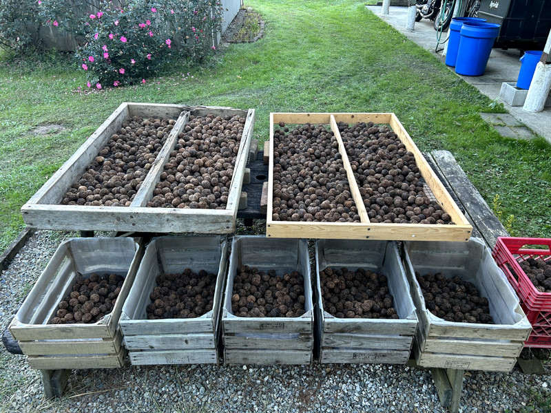 BLACK WALNUTS: 5lbs Fresh Organic 2025 Harvest, Naturally Grown in Maryland. gallery