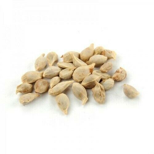 50 Green Lemon Seeds & 30 leaves,Lemon Tree Seed Citrus limon Heirloom Organic gallery