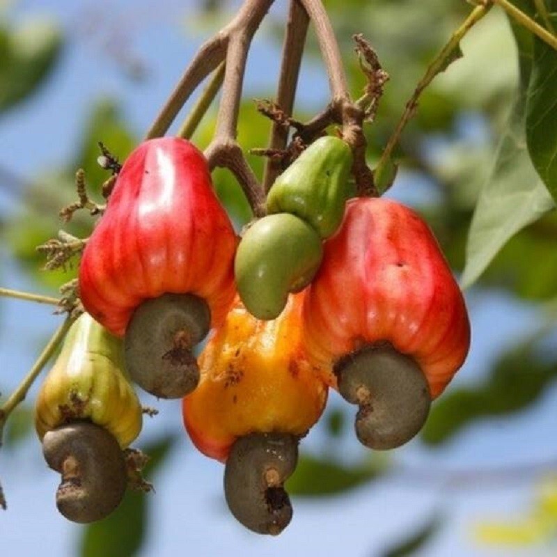 Ceylon Organic Cashew Nuts Whole Natural Premium Quality (Grade –A) Fresh Taste gallery