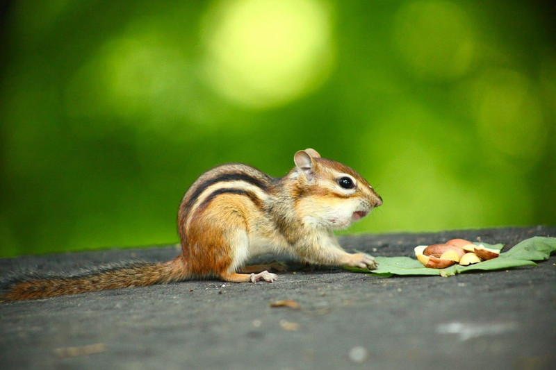 30 lbs Shell-Free Peanuts - Ideal for Snacking & Cooking Delights! gallery