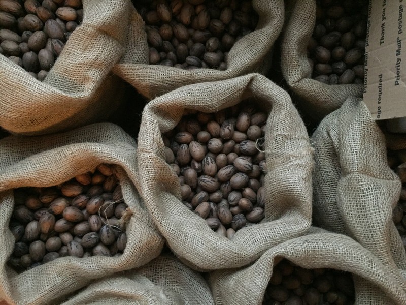 Pecans In Shell 8.5 LB North Carolina 2021 Fresh Hand-Picked Dried Cured Organic gallery