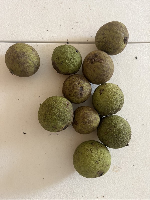1lb of fresh Walnut, husk removed when picked and purchased Limited Availability gallery