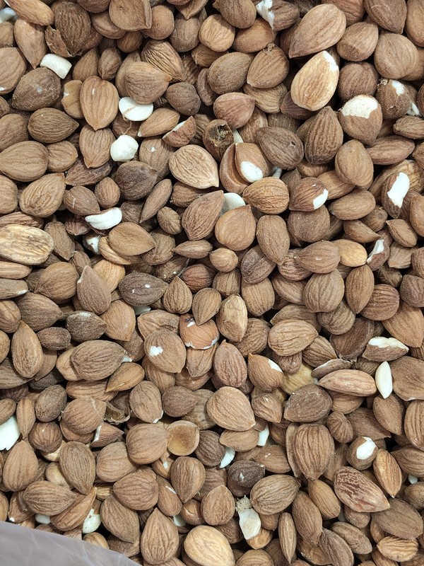 Apricot Kernels gallery