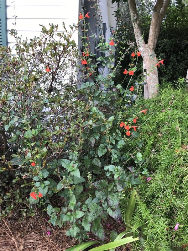 4 ORGANIC PINEAPPLE SAGE/WILD SALVIA PLANTS ATTRACTED HUMMINGBIRD & BUTTERFLY !! gallery