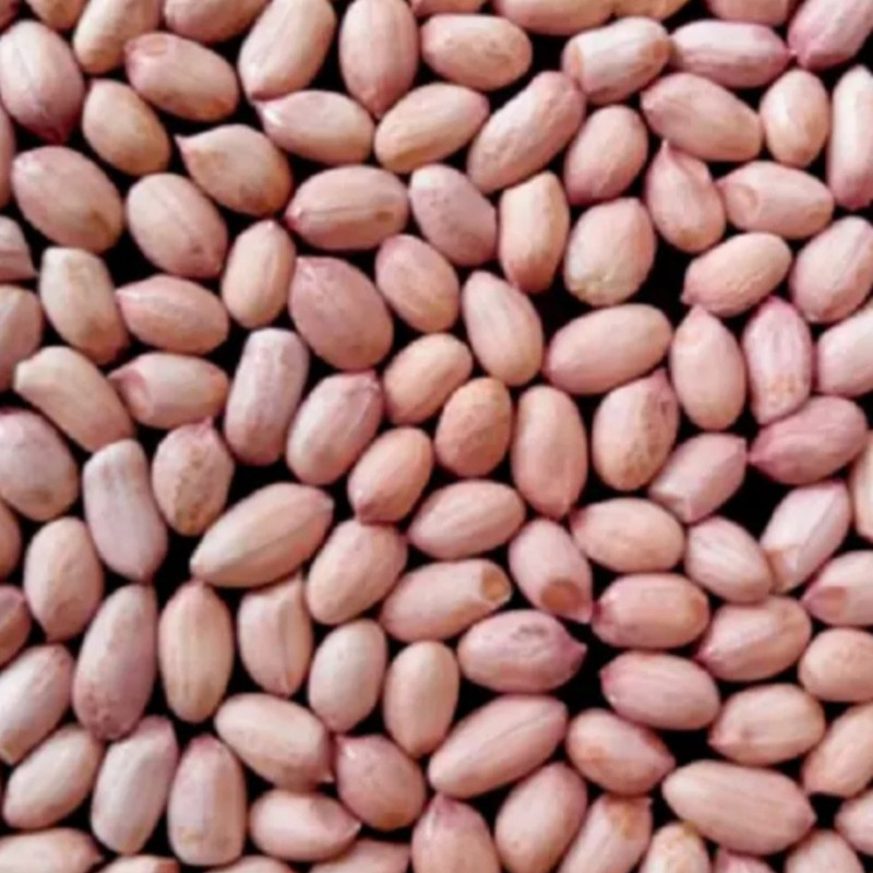 100% Natural Best quality Ceylon peanuts RAW-IN-SHELL !!! CHOOSE YOUR SIZE..... gallery