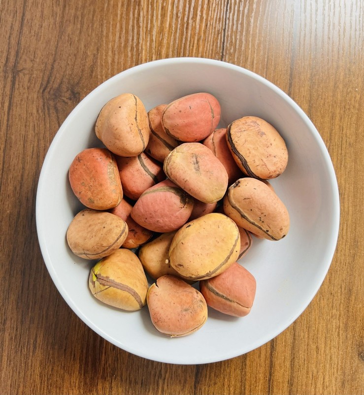 Premium Nigerian Kola Nut – Gworo – Fresh or Dried – Retail & Bulk – FOB Export