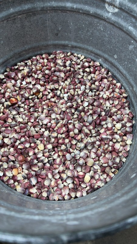 Purple Hominy Corn- Maiz para Pozole Morado Bulk No Chemicals 1 Lb gallery